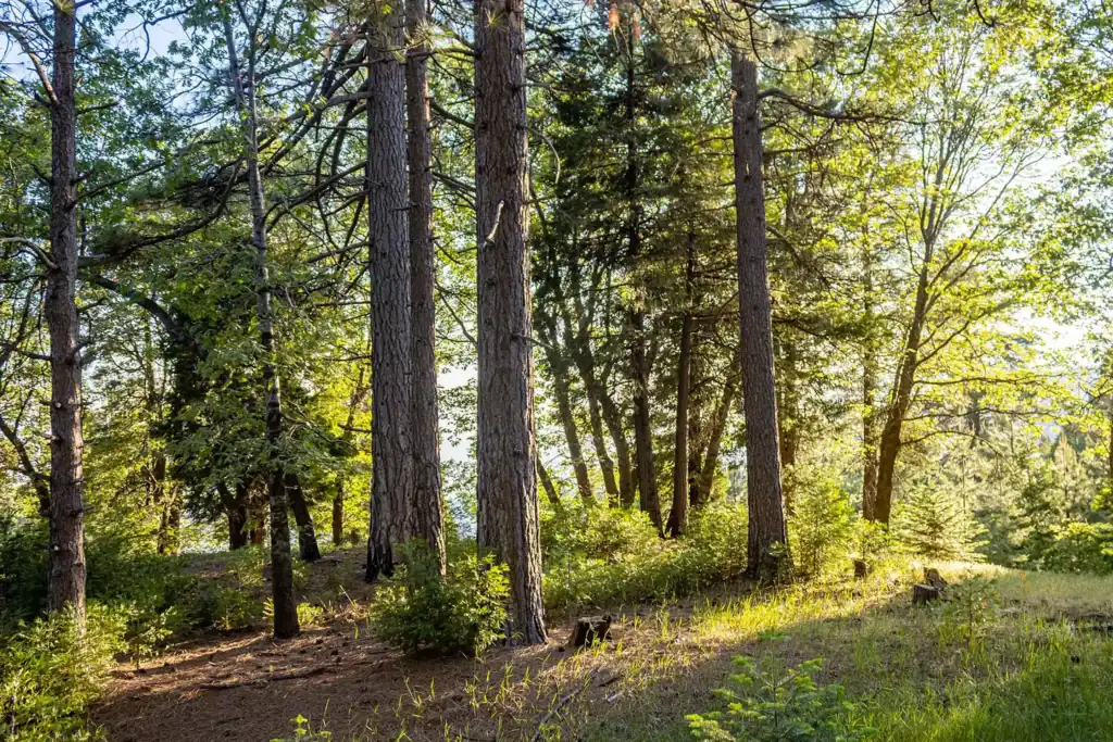 View of the Lake Arrowhead memorial forest in California