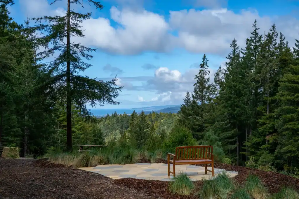 Better Place Forest
