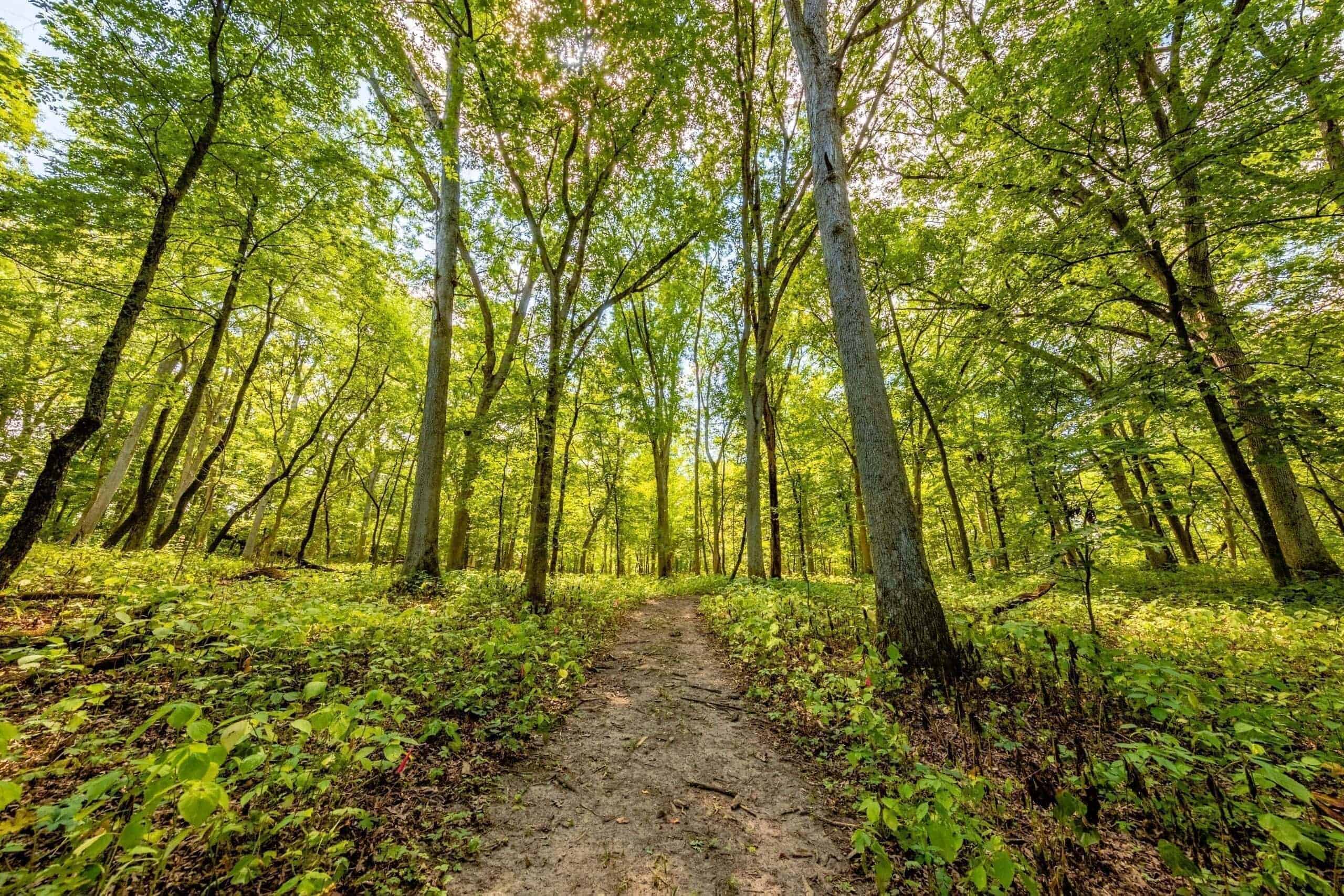 Sunlight shines through green trees around a path that goes through Rock River Memorial Forest