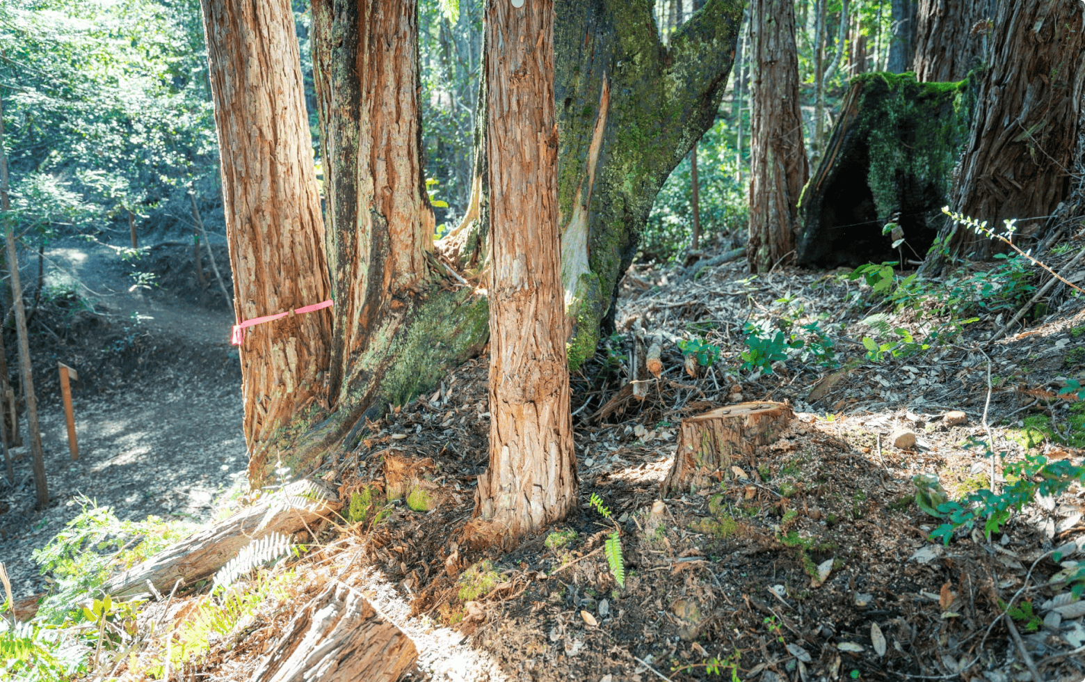 a memorial tree in a better place forests point arena memorial forest