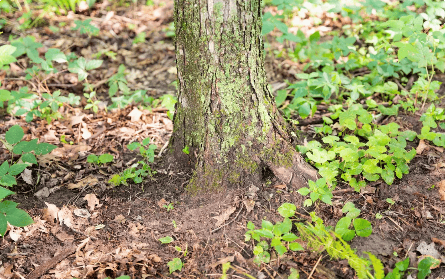 A memorial tree in Better Place Forests St. Croix Valley Minnesota, a memorial forest for people and pets