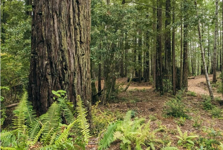 Point arena memorial forest