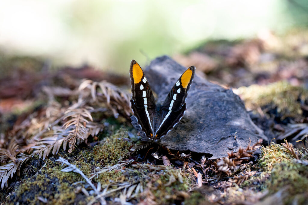 butterfly on rock at santa cruz memorial forest