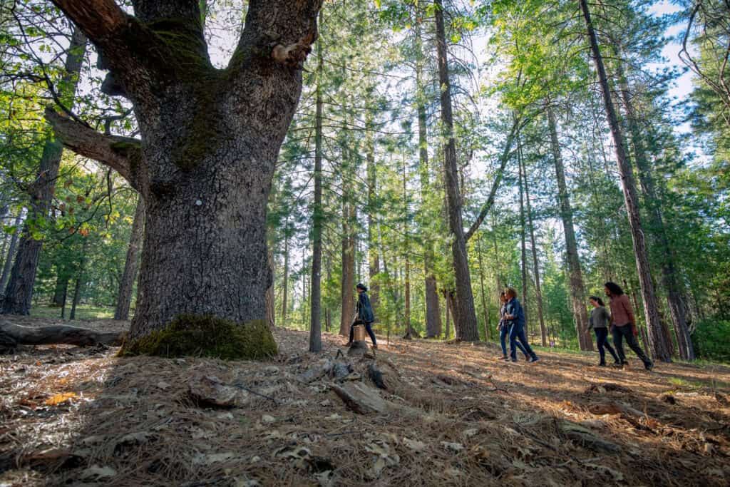 memorial family walking to tree in yosemite gateway