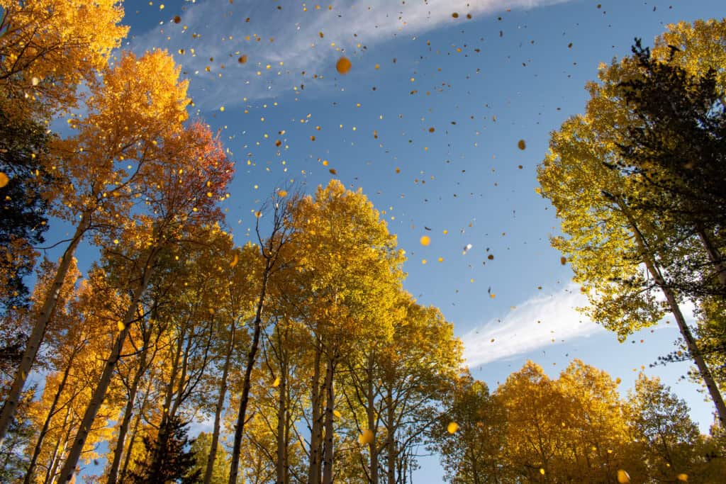 aspens with their fallen leaves in flagstaff