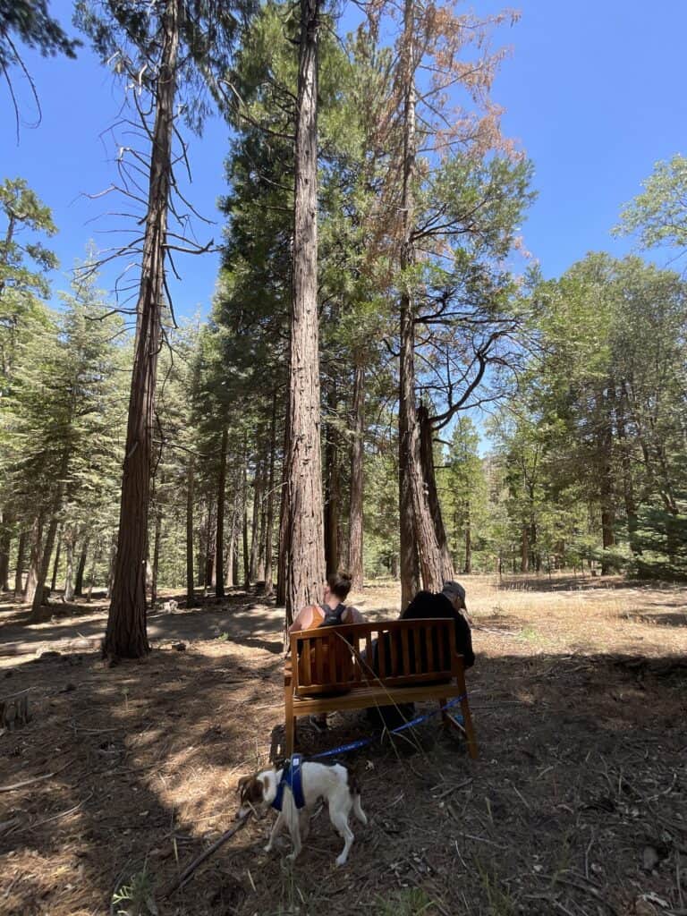 two partners sit at their tree with their dog admiring the circle of life