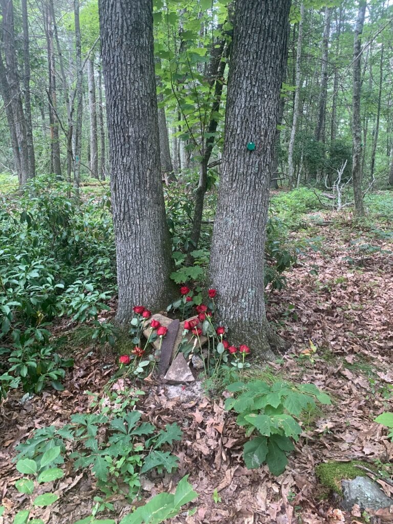 memorial tree tribute to a sisterly bond. Roses at the shared tree 