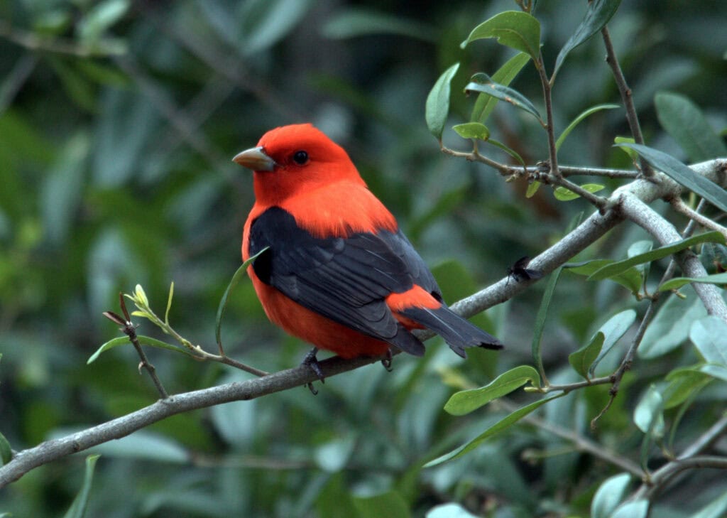 a red bird sits on a branch in our litchfield hills forest