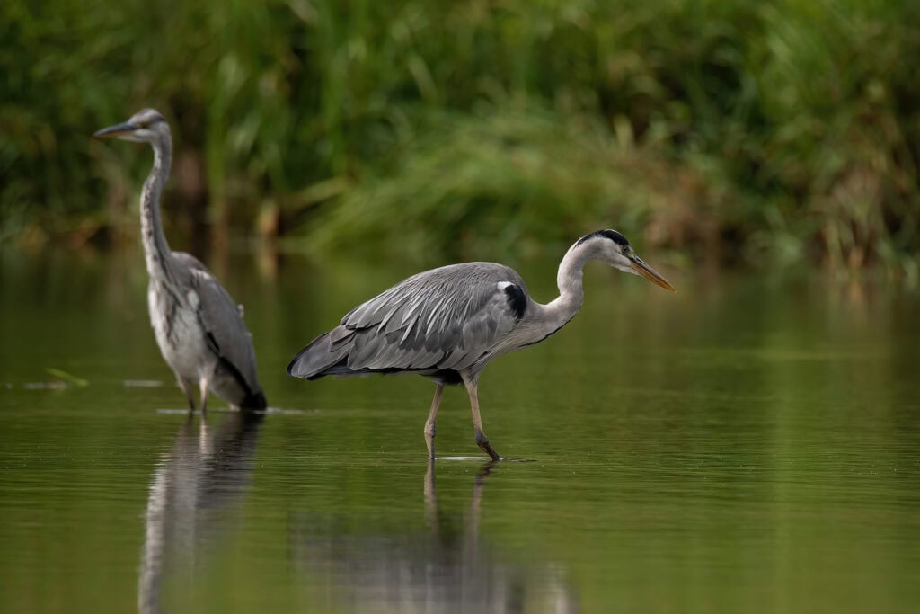 egrets in the rock river