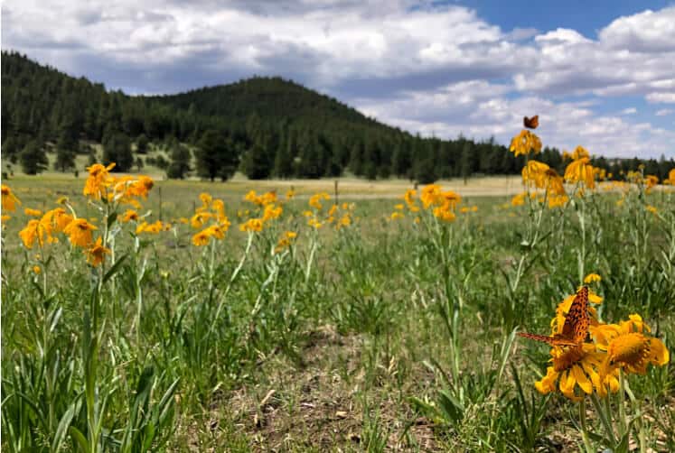 yellow flowers in the Flagstaff Memorial Forest and Kachina Peaks in the background