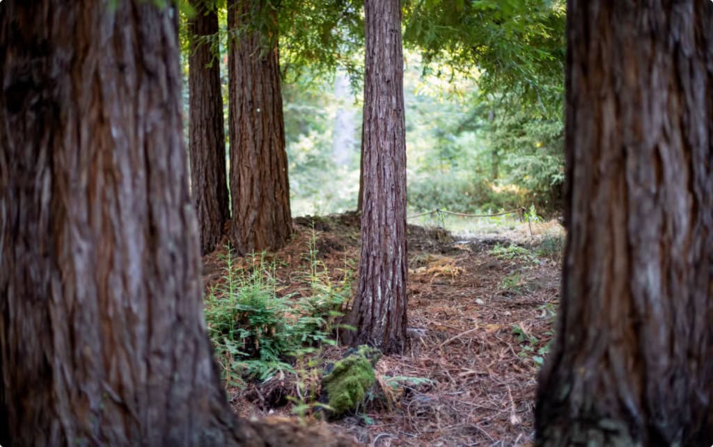 their multi-generational tree stands alone 