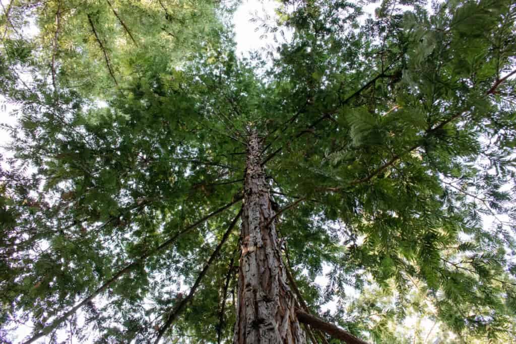 the canopy of a family's multi-generational tree