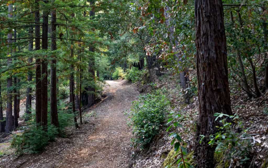 a path to the family's multigenerational tree in Better Place Forests Santa Cruz