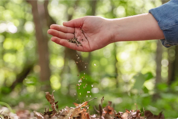 close up of a womans hand carefully dropping wildflower seeds over a forest memorial nest