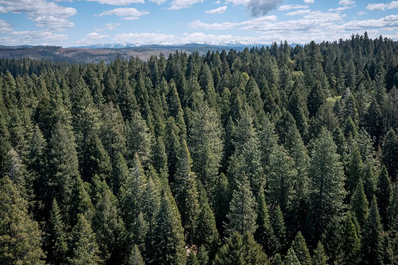 An overhead view of a dense evergreen forest canopy with a cloudy blue sky in the background.